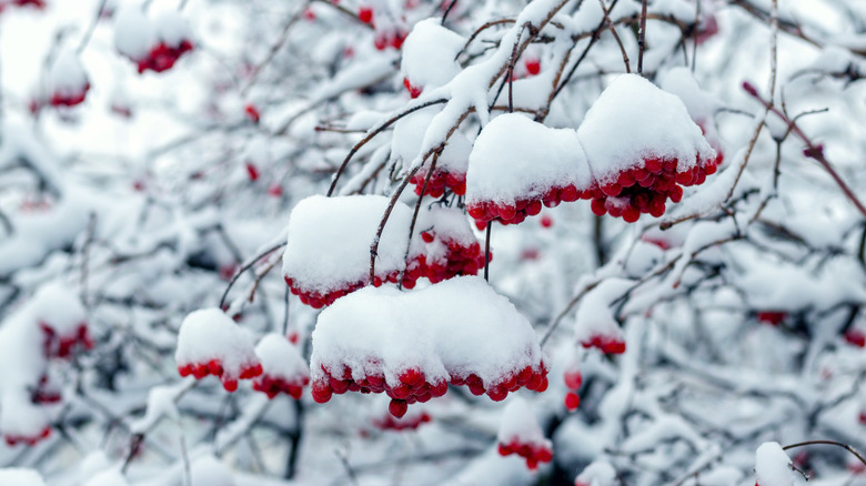 a species of viburnum in the snow with red berries