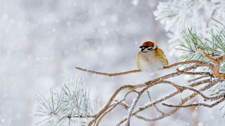 bird on branch in winter
