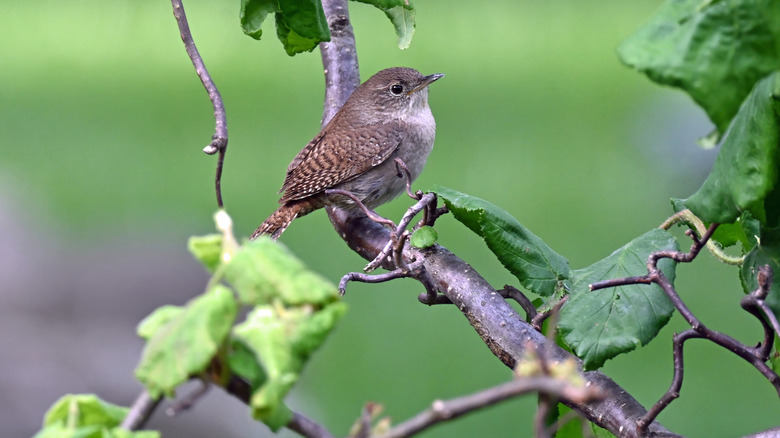 House wren perched in a corkscrew hazel tree