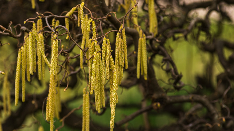 Yellow catkins hanging from a corkscrew hazel tree with green foliage in the background