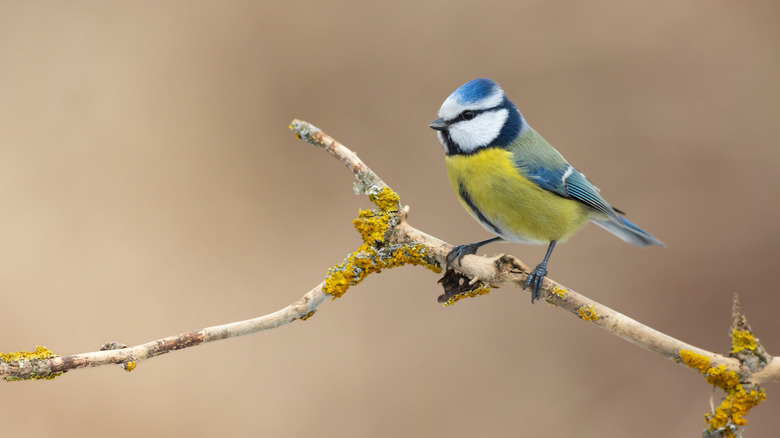 Blue tit bird sitting on a branch