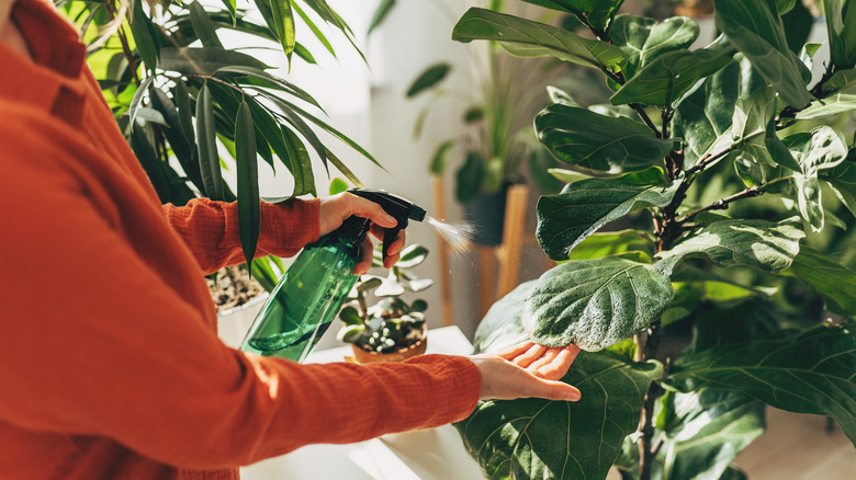 A woman misting her houseplants
