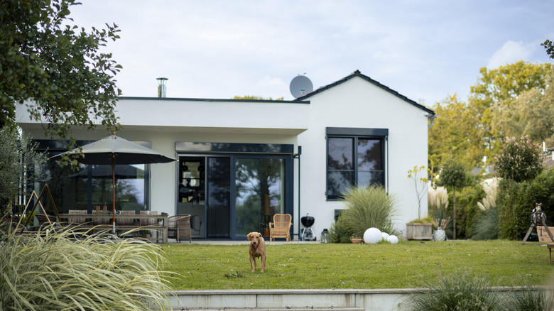 A dog on the lawn in the backyard of a white plaster finish home.