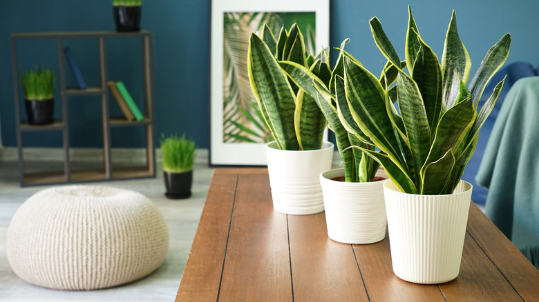 snake plants on table