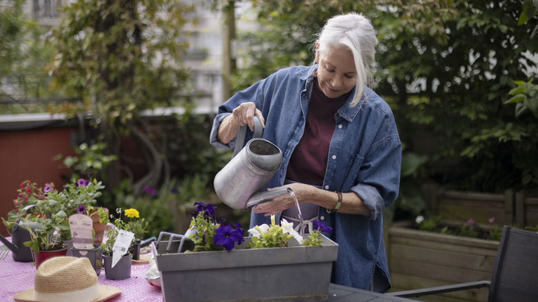 A woman with white hair and denim shirt waters a container of plants outdoors.