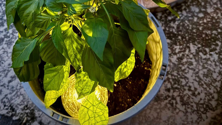 A globe-shaped solar light is illuminated inside a potted basil plant in an outdoor garden