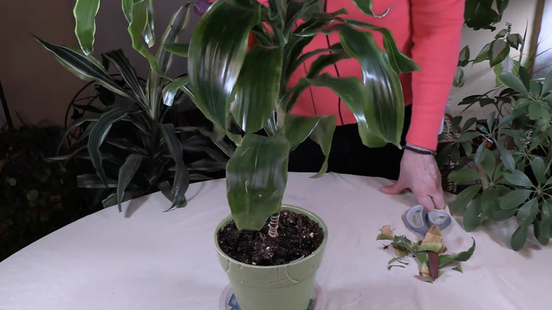 An indoor gardener prunes the old leaves from a cast iron plant in a green ceramic pot on a table.