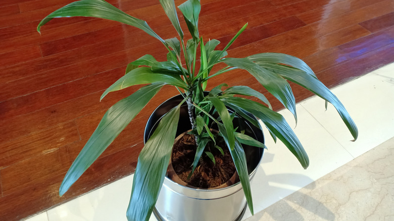 A cast iron plant growing in a stainless steel pot on the tiled floor of a home.
