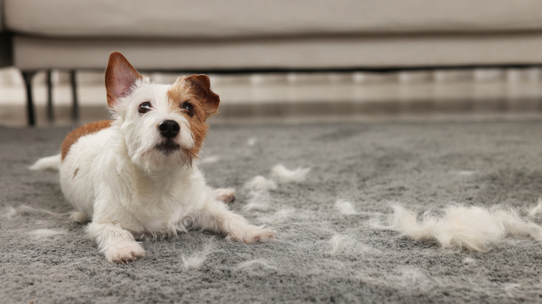 dog laying on carpet full of pet hair