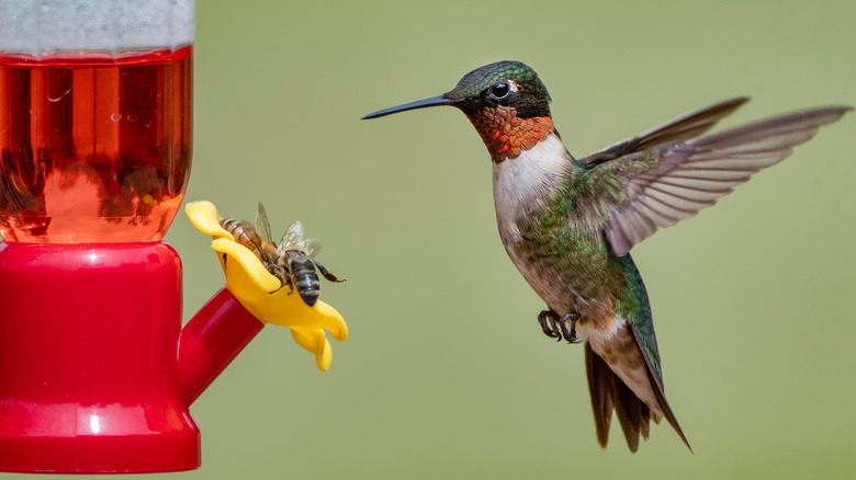 Bees drinking from a red hummingbird feeder