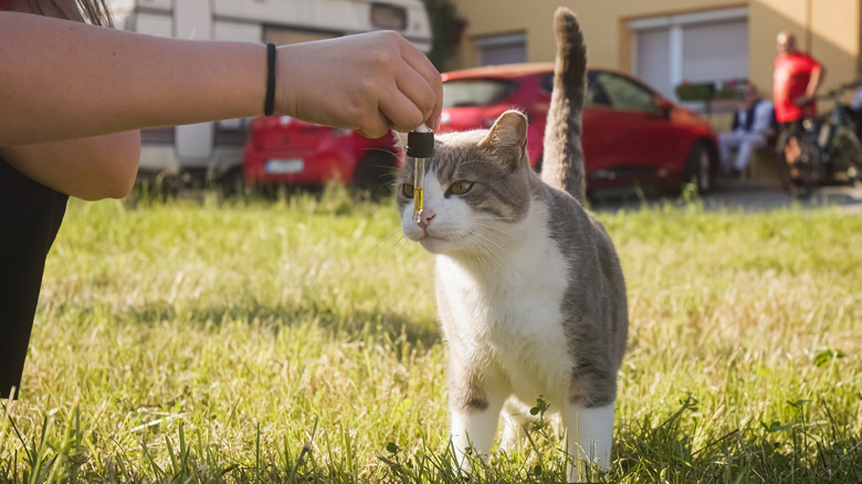 A cat smelling essential oil