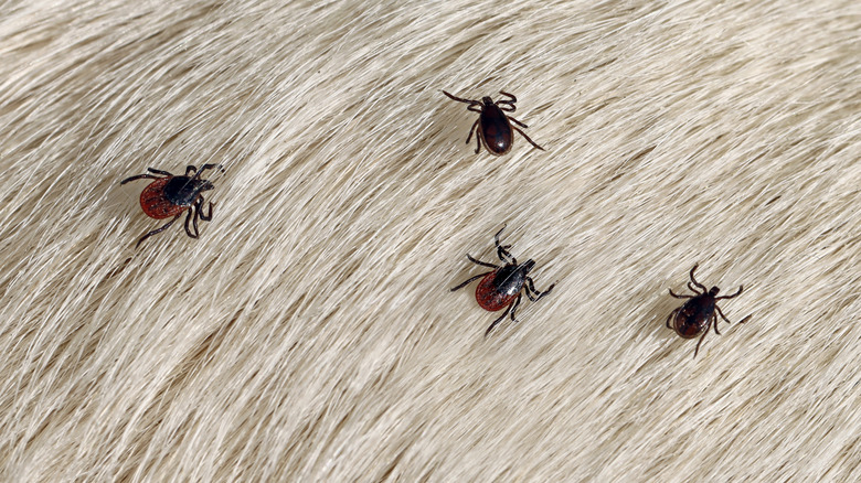 Fleas on a dog's fur