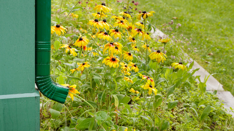 a downspout pouring into a flower bed
