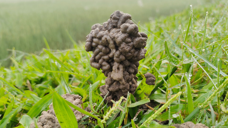 A large worm cast on moist green grass.