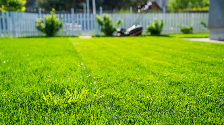 bright green lawn up close