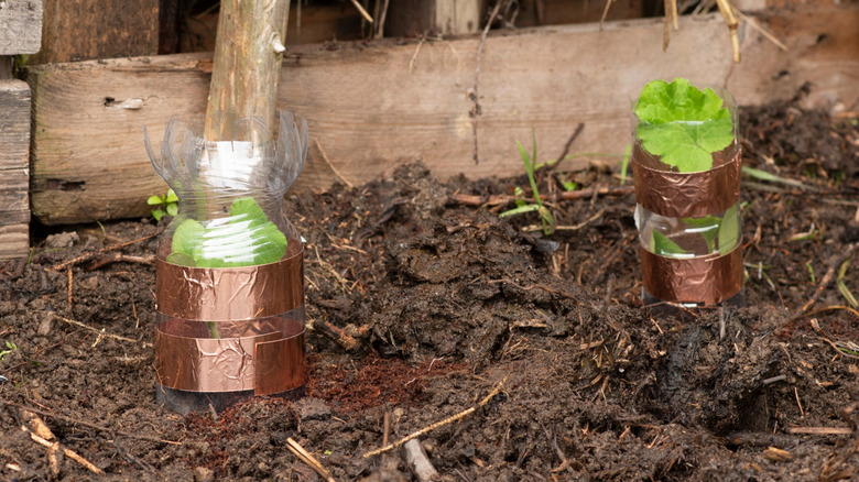 Zucchini plants protected by a thick copper tape barrier