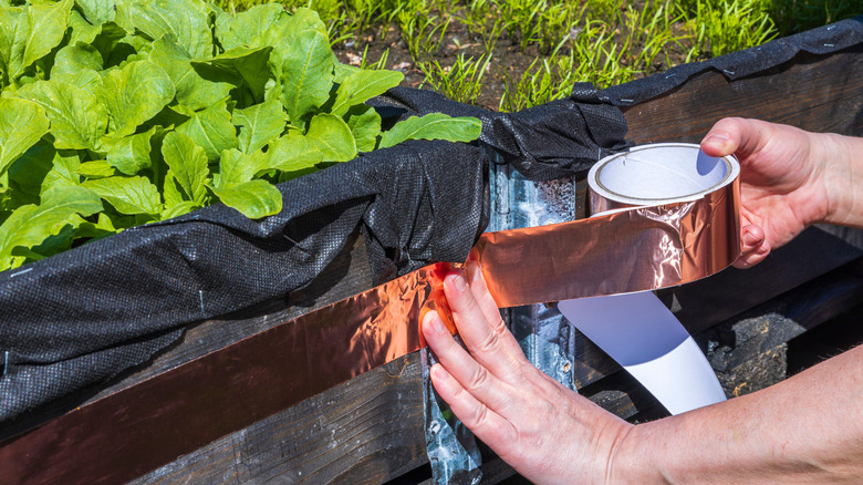 Applying copper tape to raised beds to deter slugs and snails