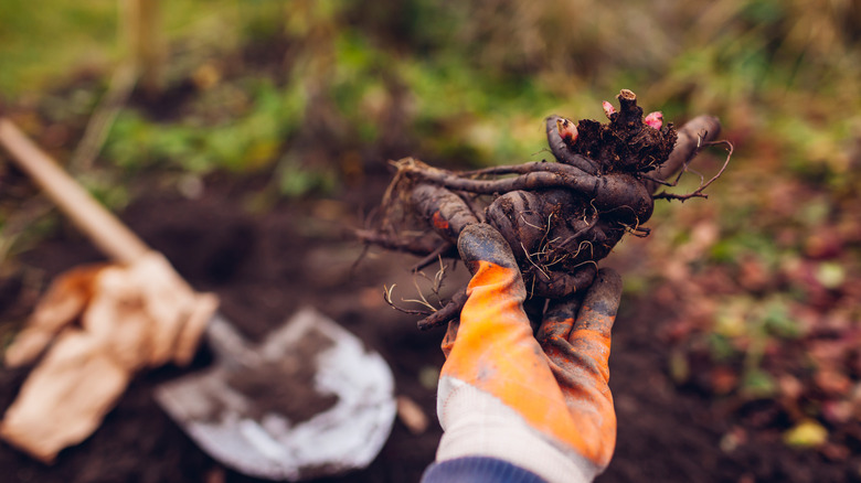Gardener planting peony tubers in a garden