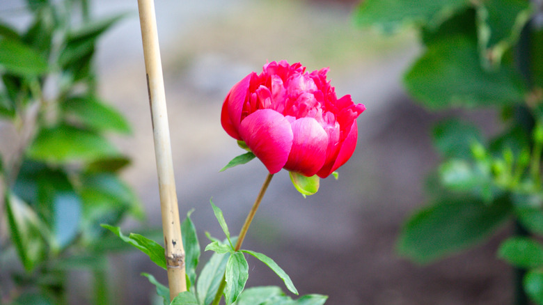 Staked peony bloom being supported