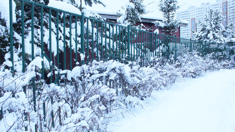 Plants next to a fence covered in snow.