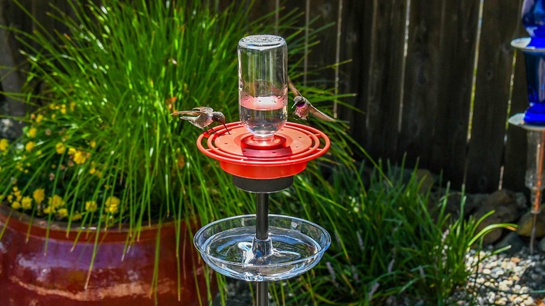 Ant moat on pole below a hummingbird feeder.