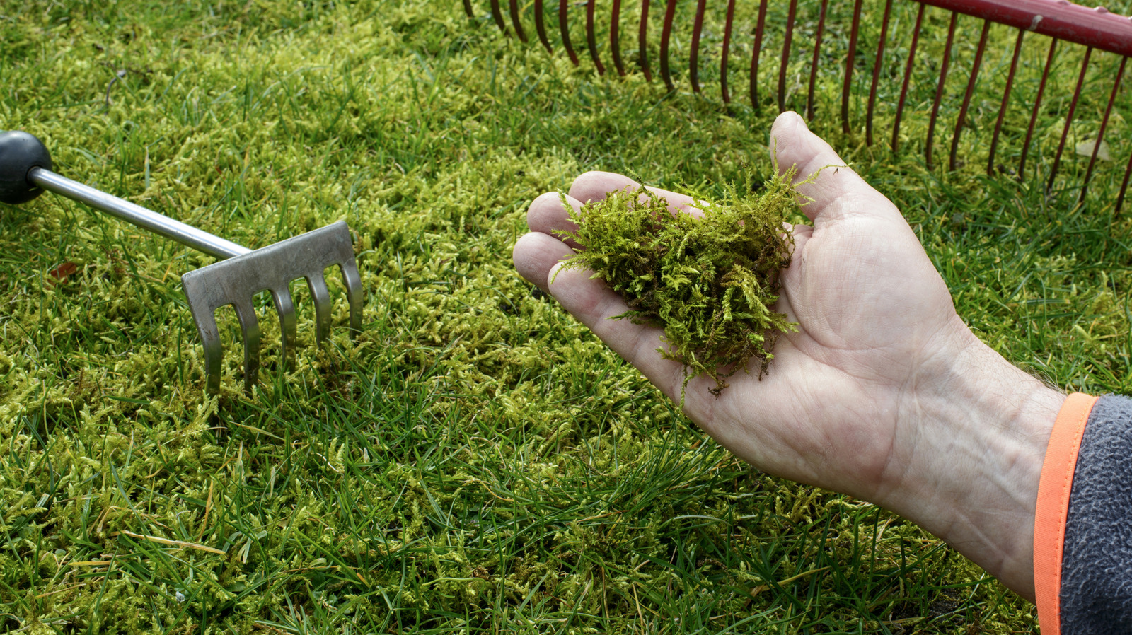 The Hidden Cause of Moss Growth in Your Lawn and How to Address It