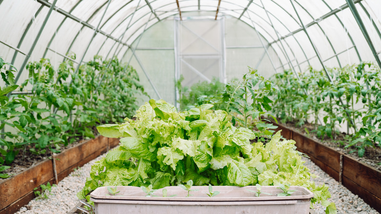 Home greenhouse with raised beds of tomatoes and lettuce
