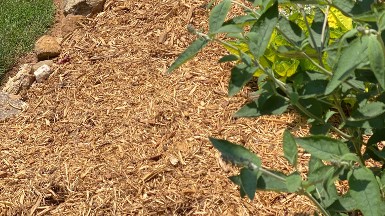 Mulched flower garden with stone border and green.