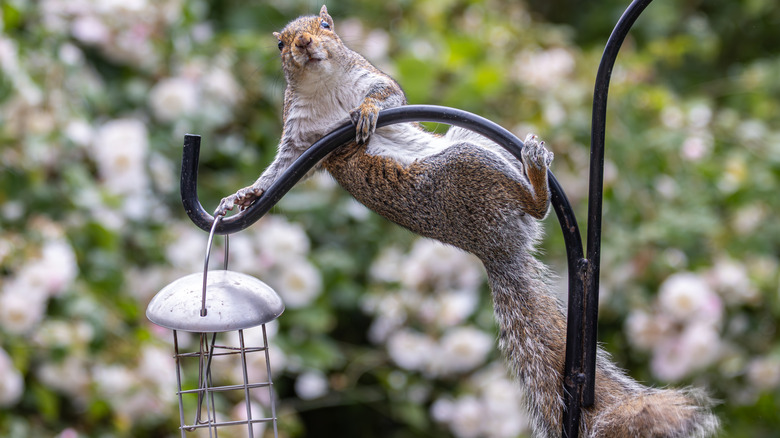 A squirrel getting caught holding onto a bird feeder