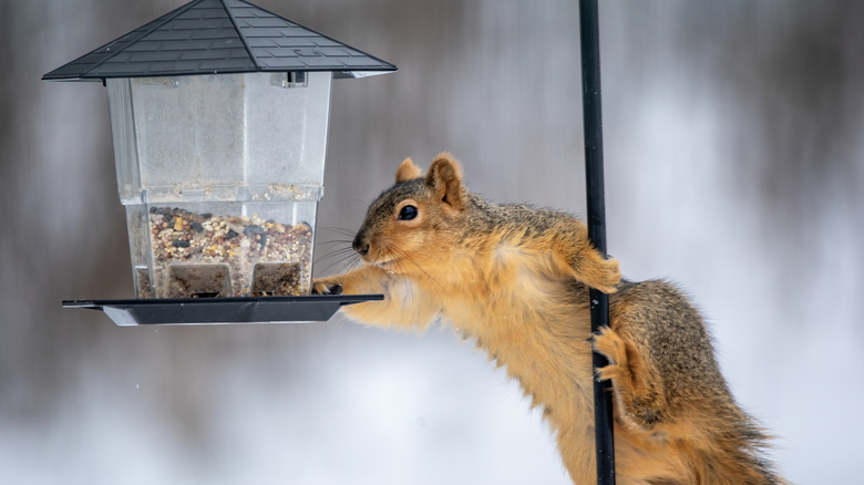 A squirrel eating seeds out of a bird feeder