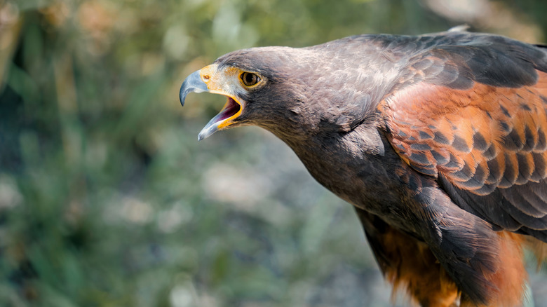 Giant hawk with open beak