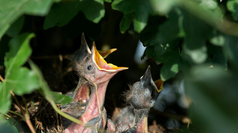 Baby birds surrounded by greenery open their mouths to be fed