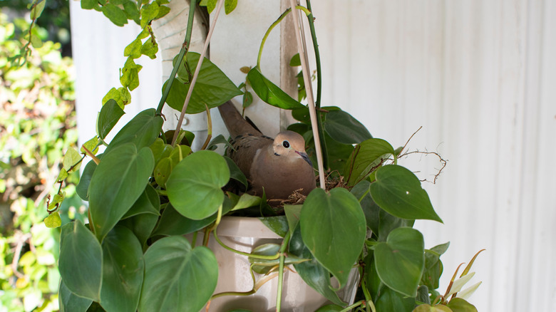 A mourning dove sits in a hanging basket