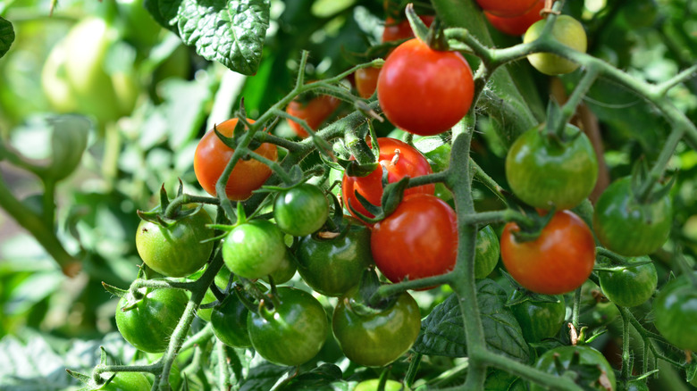 Tomatoes on a dense tomato plant