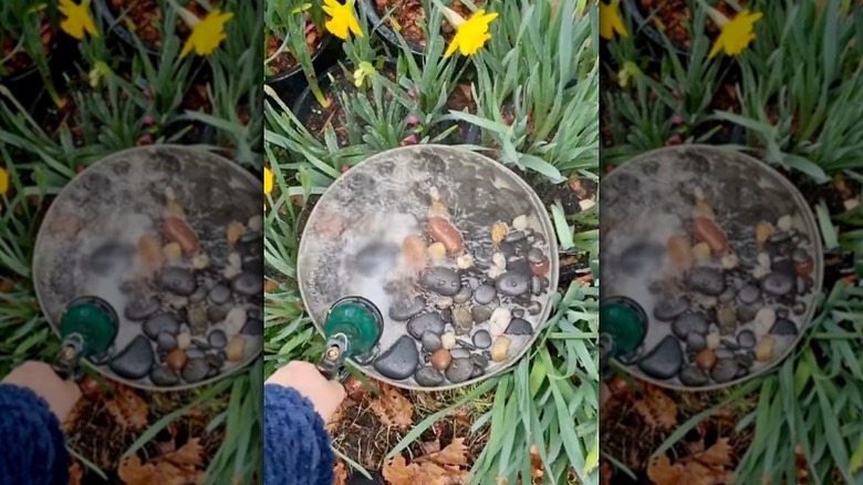 Person sprays down their bird bath with a hose and nozzle