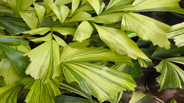 Closeup on the leaves of the fishtail palm.