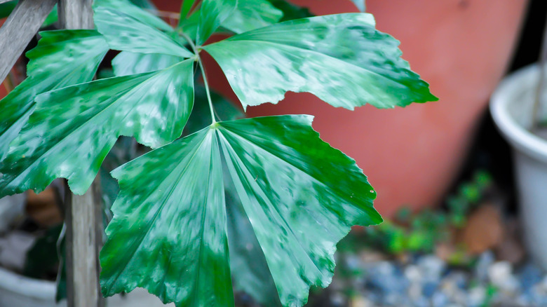 The leaves of a potted fishtail palm.