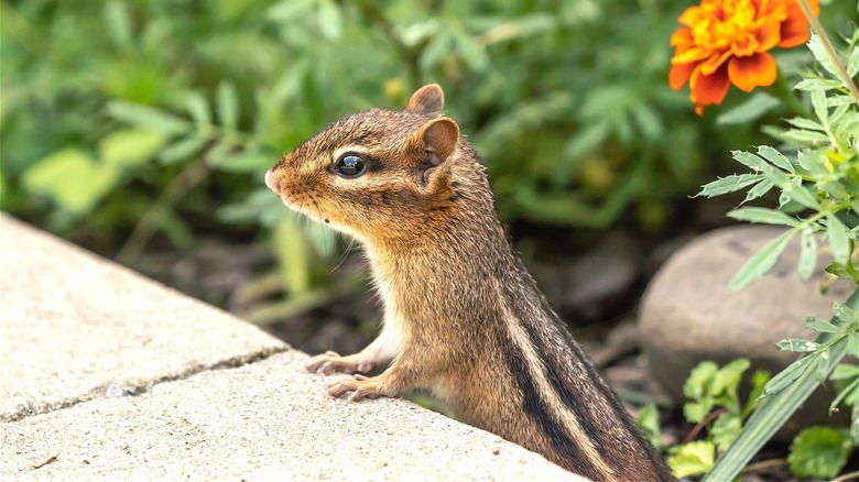 Chipmunk in flower garden