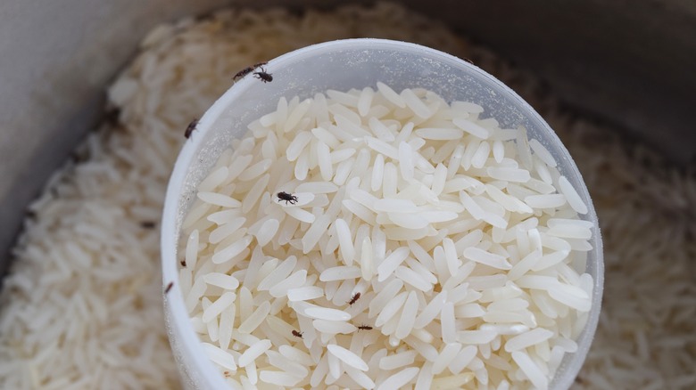 weevils in rice