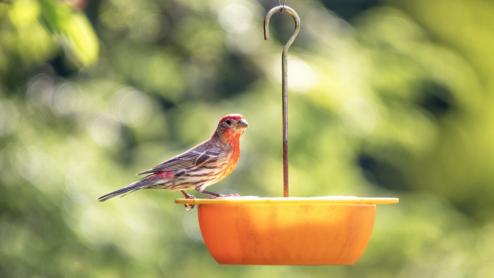 The Pantry Ingredient You Should Start Adding To Your Bird Feeder ...