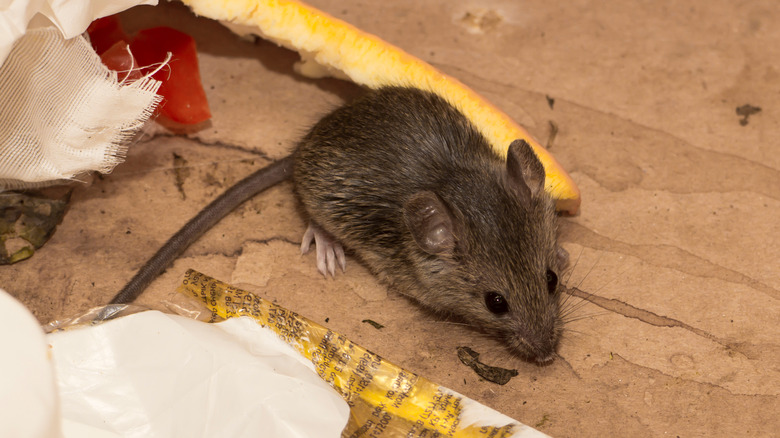 Brown mouse eating orange rind