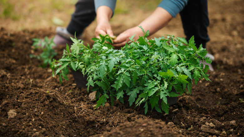 A gardener tending to tomato plants growing in nice, fertile soil