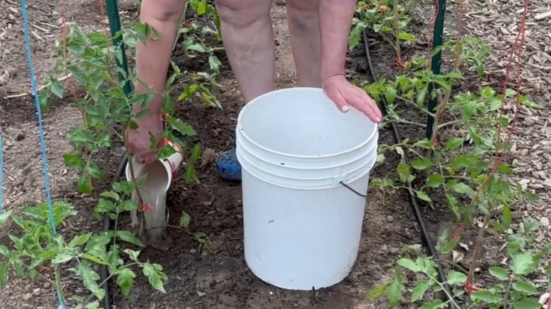 A gardener adding yeast solution to the soil around her tomato plants.