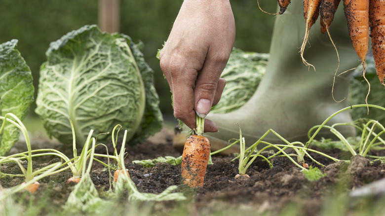 hand harvesting carrots