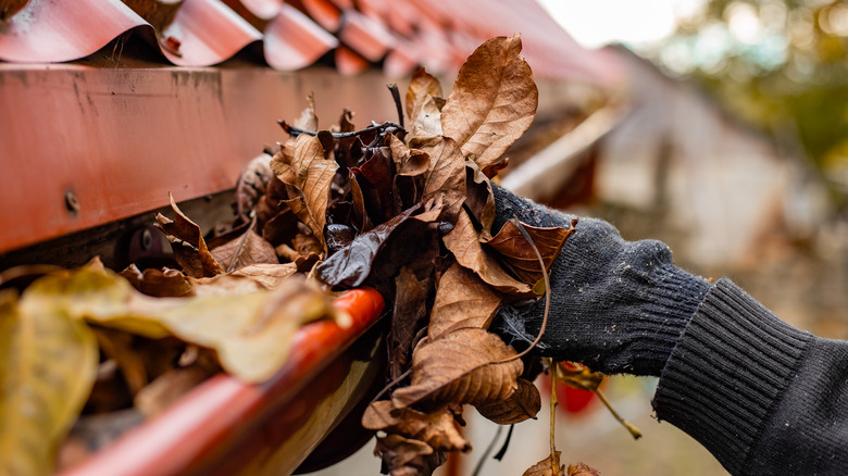 person removing leaves from gutter by hand