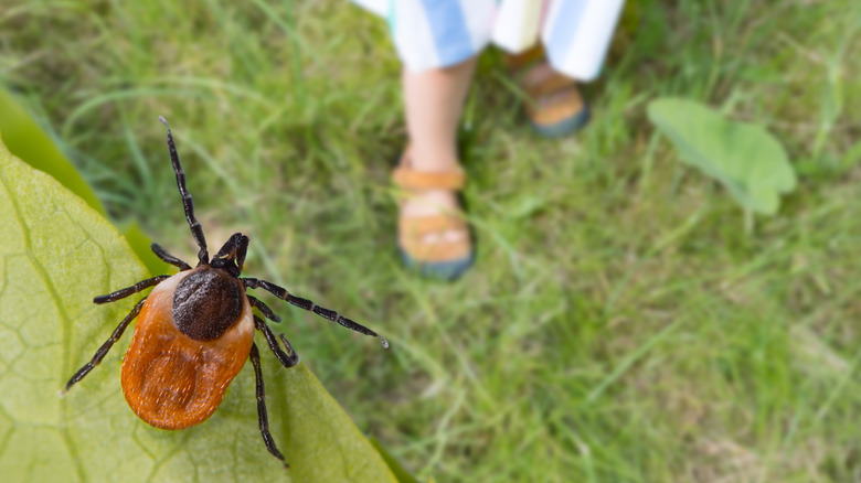 A tick on a leaf with a person standing on grass in the background