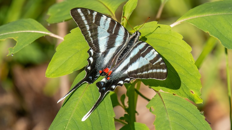 Zebra swallowtail butterfly on leaf