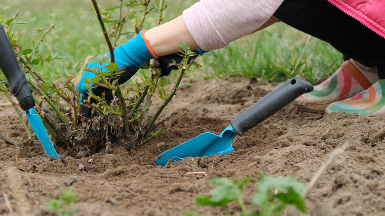 A woman crouching down to plant a rose bush in the soil