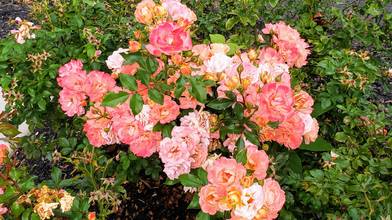 'Peach Drift' rose blooming in a garden