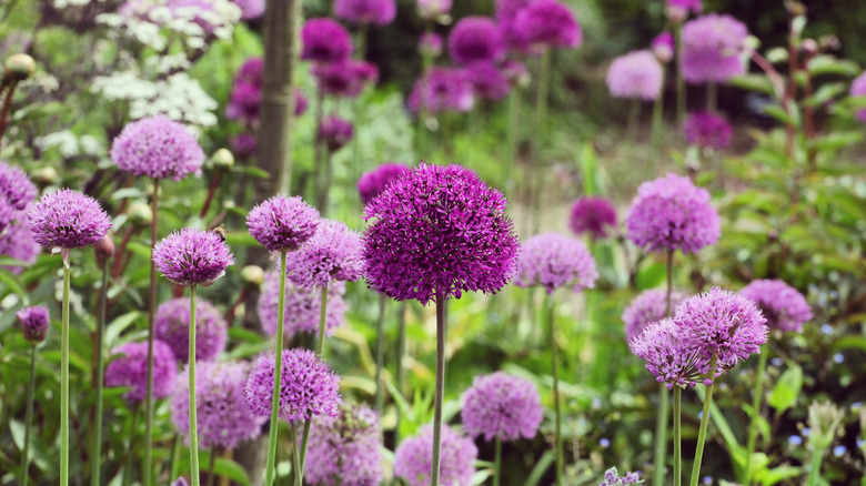 Allium flowers in different shades of purple